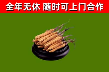 遂宁烟酒回收冬虫夏草.jpg
